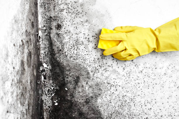 Best Best Mold Removal Companies  in Sublimity, OR