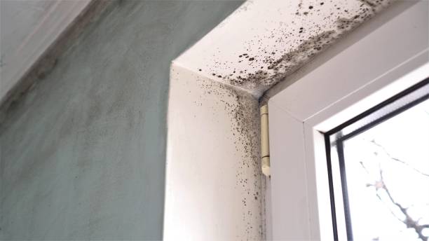 Mold Removal and Inspection in Sublimity, OR