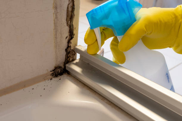Best Attic Mold Removal  in Sublimity, OR