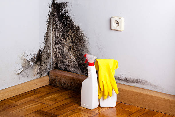 Mold Removal Process in Sublimity, OR