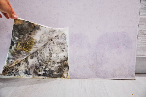 Best Toxic Mold Removal  in Sublimity, OR